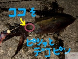 簡単 ヒイカの締め方 さばき方