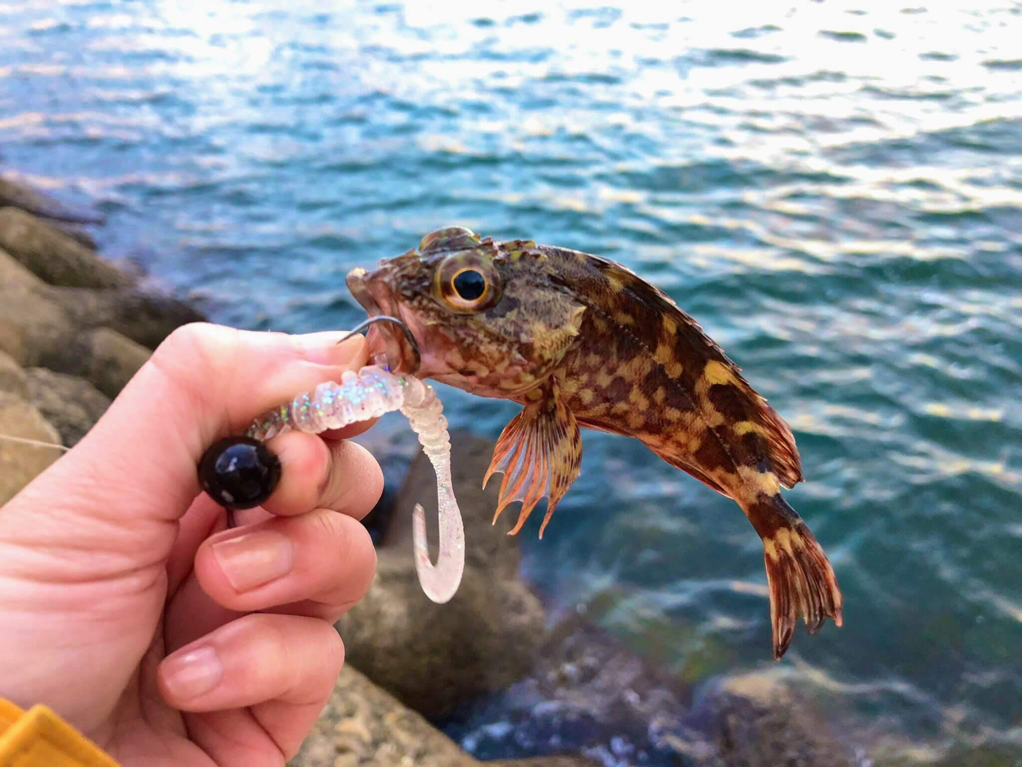 姫路 中島ふ頭 ワームでロックフィッシュ 根魚 を狙う