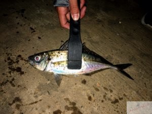 【鳥取アジング】アジが釣れるワーム見つけた。