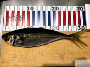 【鳥取アジング】アジが釣れるワーム見つけた。