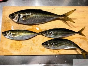 【鳥取アジング】アジが釣れるワーム見つけた。