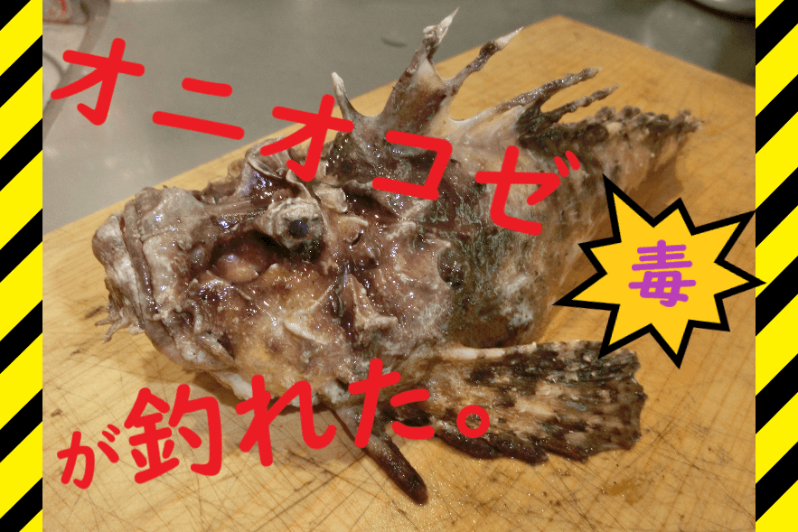 【高級魚】強毒のオニオコゼが釣れた！